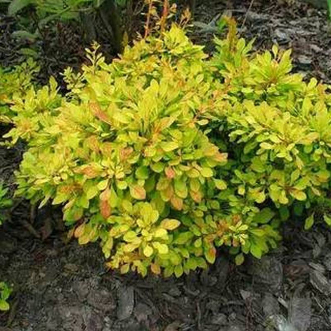 Golden Dream Berberys Thunberga Berberis thunbergii