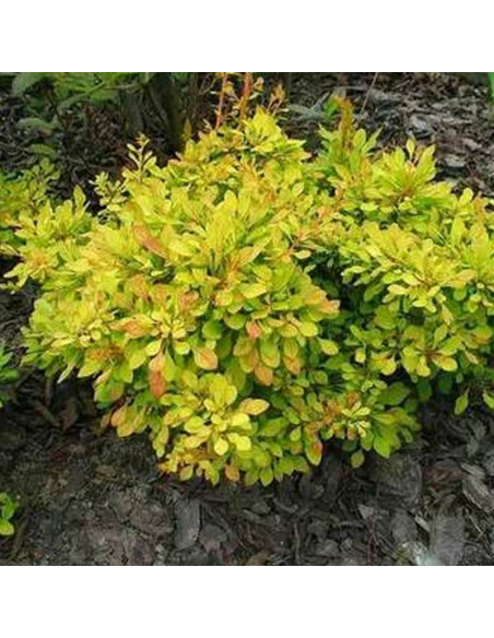 Golden Dream Berberys Thunberga Berberis thunbergii