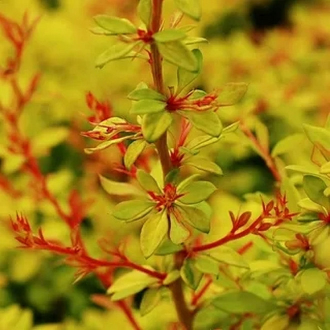Berberys Thunberga Golden Dream Berberis thunbergii