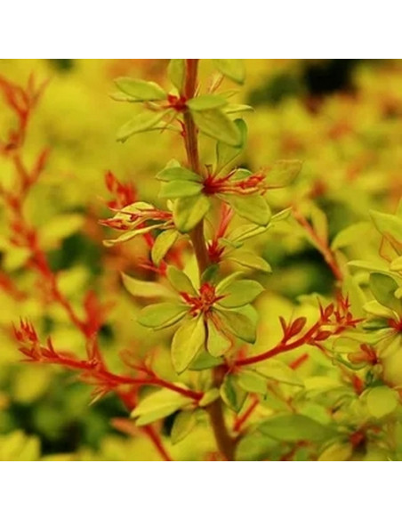 Berberys Thunberga Golden Dream Berberis thunbergii