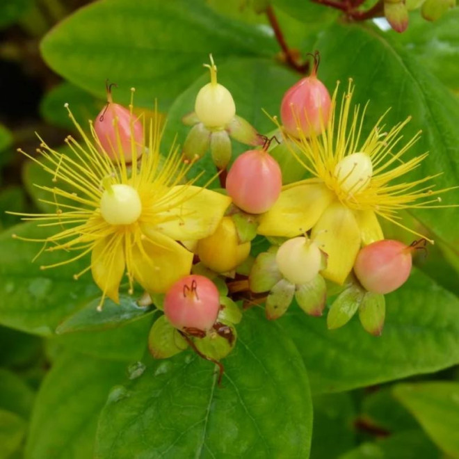 Hypericum inodorum Dziurawiec bezwonny Magical Beauty PBR