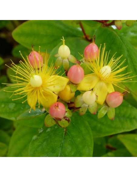 Hypericum inodorum Dziurawiec bezwonny Magical Beauty PBR