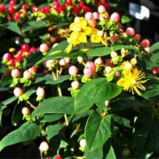 Dziurawiec bezwonny Magical Beauty PBR Hypericum inodorum