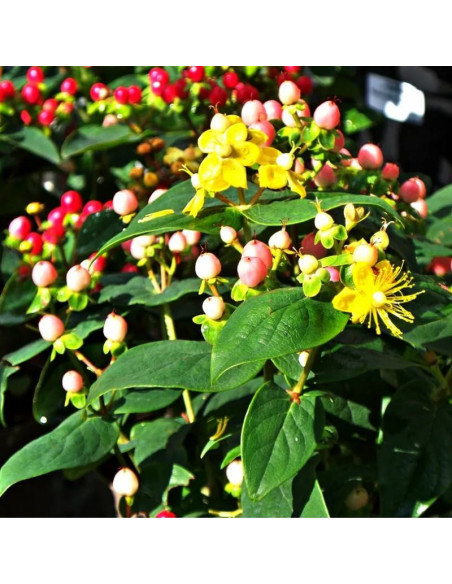 Dziurawiec bezwonny Magical Beauty PBR Hypericum inodorum