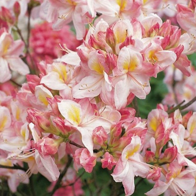 Rhododendron (Knaphill-Exbury) Azalia wielkokwiatowa Satomi