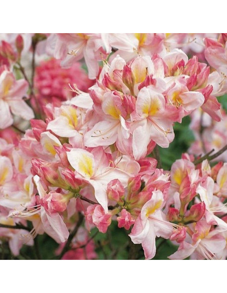 Rhododendron (Knaphill-Exbury) Azalia wielkokwiatowa Satomi