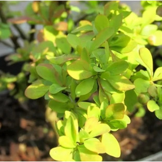 Berberis thunbergii Berberys Thunberga Golden Carpet 2