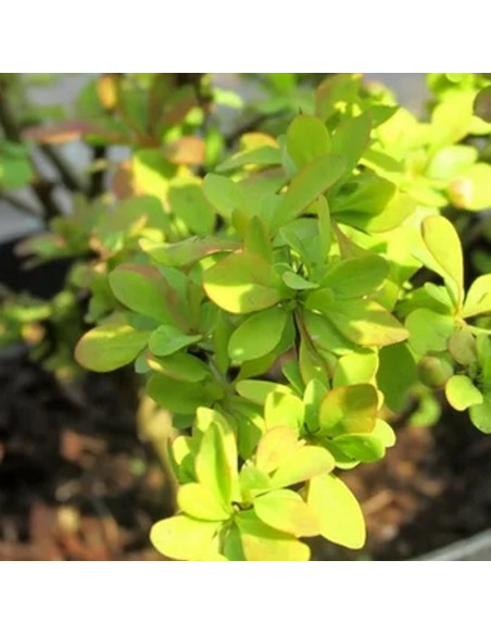 Berberys Thunberga Golden Carpet Berberis thunbergii