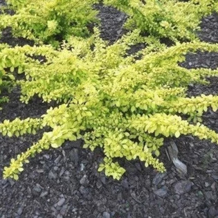 Berberis thunbergii Berberys Thunberga Golden Carpet