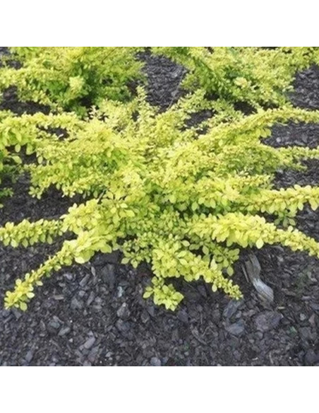 Berberis thunbergii Berberys Thunberga Golden Carpet