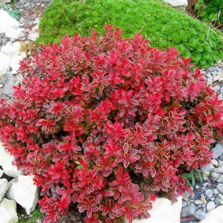 Berberys Thunberga Admiration PBR Berberis thunbergii 2