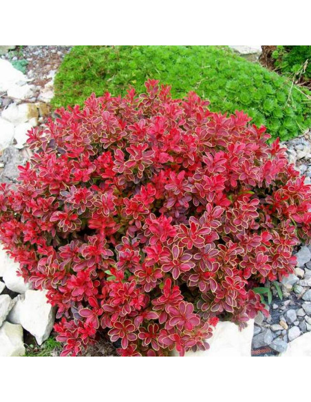 Admiration Berberys Thunberga PBR Berberis thunbergii