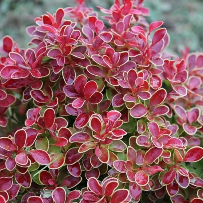 Berberys Thunberga Admiration PBR Berberis thunbergii