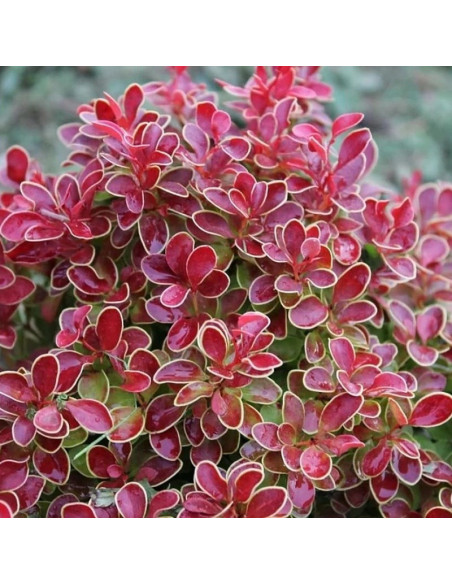 Berberys Thunberga Admiration PBR Berberis thunbergii