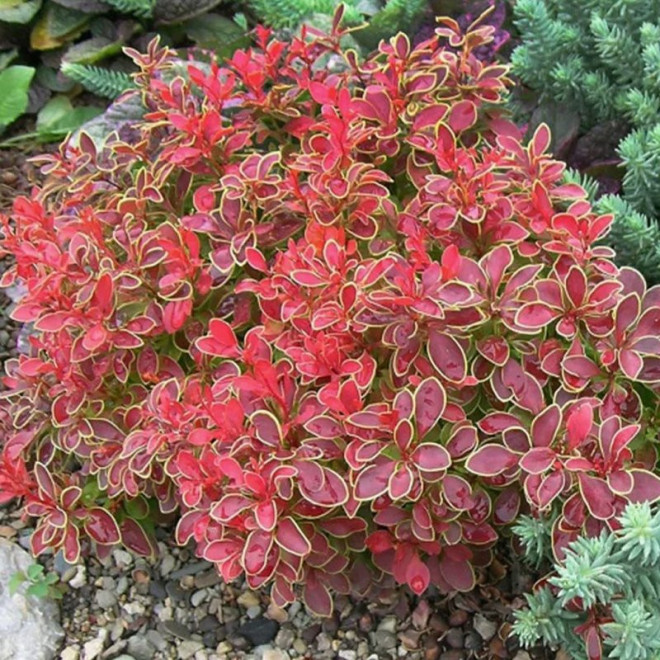 Berberis thunbergii Berberys Thunberga Admiration PBR