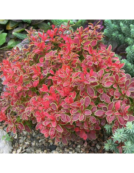 Berberis thunbergii Berberys Thunberga Admiration PBR