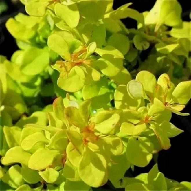 Berberis thunbergii Berberys Thunberga Goldalita