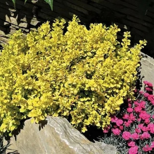 Berberys Thunberga Goldalita Berberis thunbergii