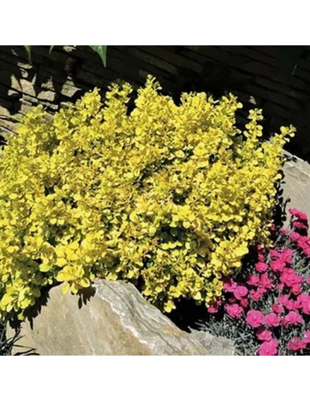 Berberys Thunberga Goldalita Berberis thunbergii