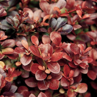 Berberys Thunberga Atropurpurea Berberis thunbergii 2