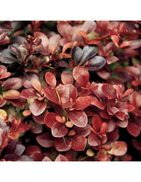Atropurpurea Berberys Thunberga Berberis thunbergii