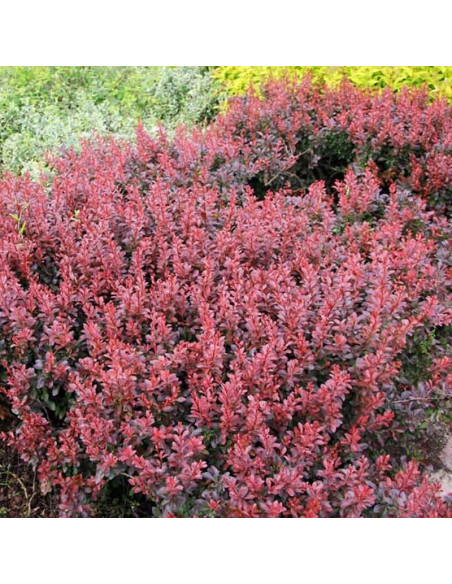 Berberys Thunberga Atropurpurea Berberis thunbergii