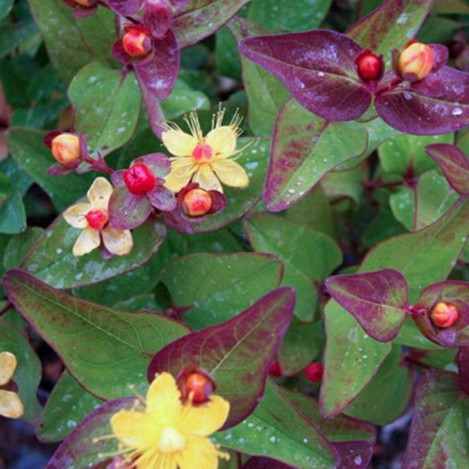 Dziurawiec bezwonny Magical Red Fame PBR Hypericum inodorum