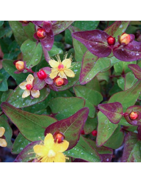 Dziurawiec bezwonny Magical Red Fame PBR Hypericum inodorum