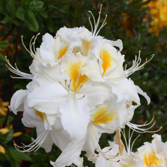 Azalia wielkokwiatowa Schneegold Rhododendron (Knaphill-Exbury)