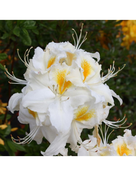 Azalia wielkokwiatowa Schneegold Rhododendron (Knaphill-Exbury)