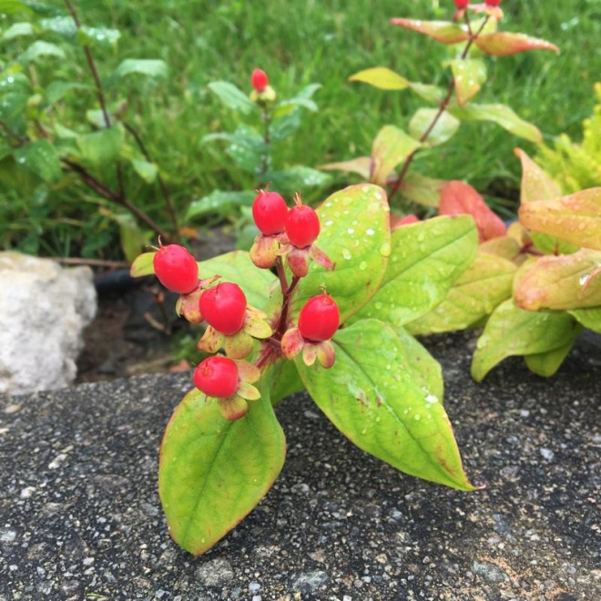 Hypericum inodorum Dziurawiec bezwonny Magical Red Fame PBR