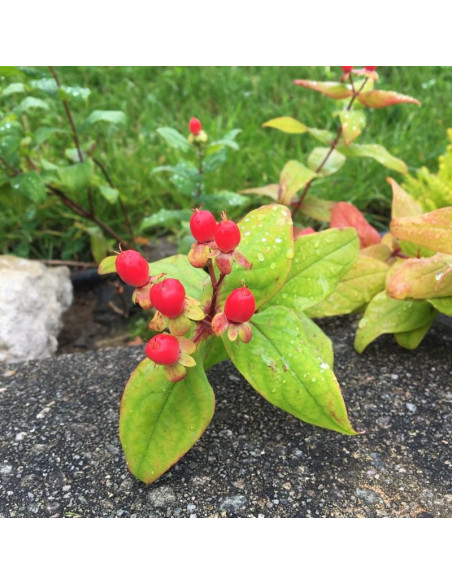 Hypericum inodorum Dziurawiec bezwonny Magical Red Fame PBR