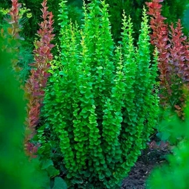 Berberis thunbergii Berberys Thunberga Erecta
