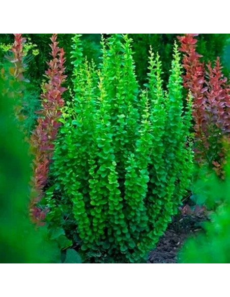 Berberis thunbergii Berberys Thunberga Erecta