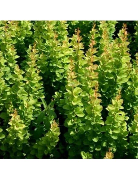 Berberys Thunberga Erecta Berberis thunbergii