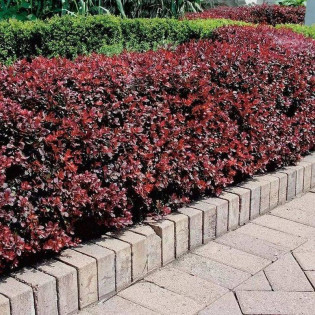 Berberys Thunberga Atropurpurea Nana Berberis thunbergii 2