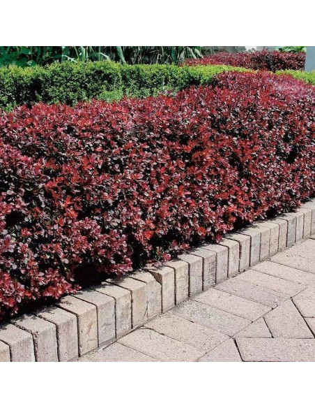 Atropurpurea Nana Berberys Thunberga Berberis thunbergii