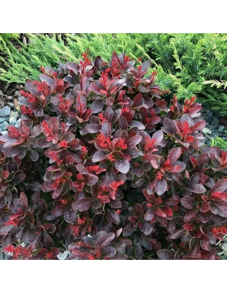 Berberys Thunberga Atropurpurea Nana Berberis thunbergii