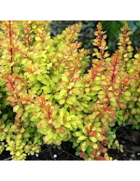 Berberis thunbergii Berberys Thunberga Diabolicum