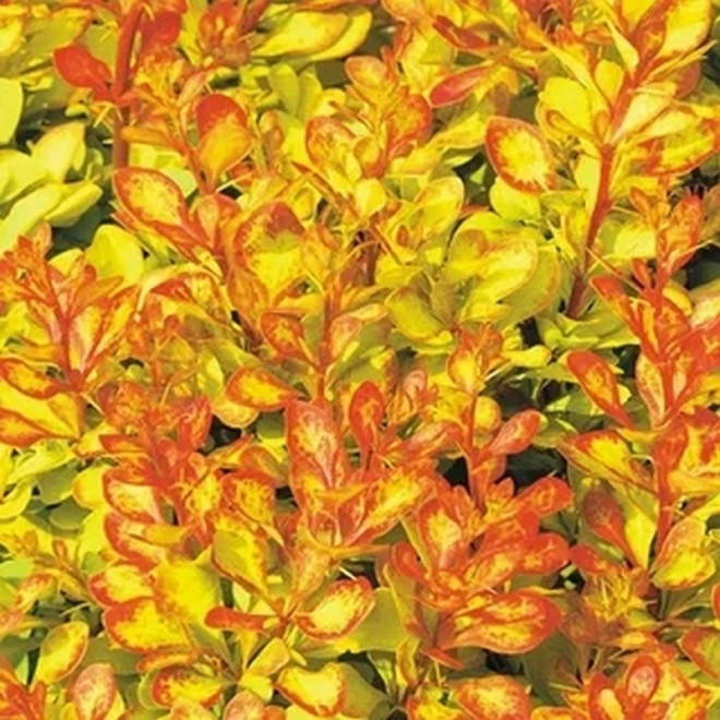 Berberys Thunberga Diabolicum Berberis thunbergii