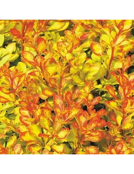 Berberys Thunberga Diabolicum Berberis thunbergii