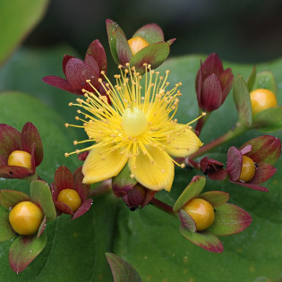 Dziurawiec bezwonny Magical Sunshine PBR Hypericum inodorum