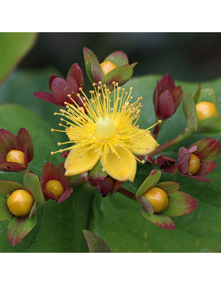 Dziurawiec bezwonny Magical Sunshine PBR Hypericum inodorum