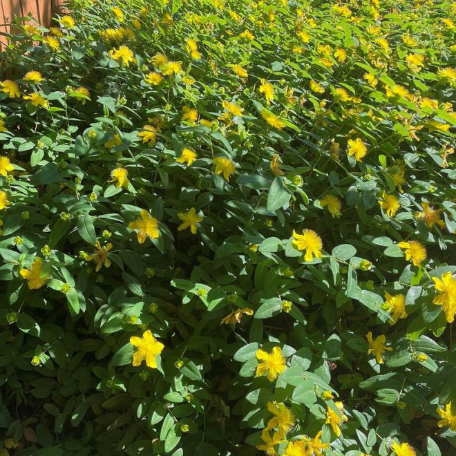 Hypericum inodorum Dziurawiec bezwonny Magical Sunshine PBR