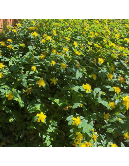 Hypericum inodorum Dziurawiec bezwonny Magical Sunshine PBR