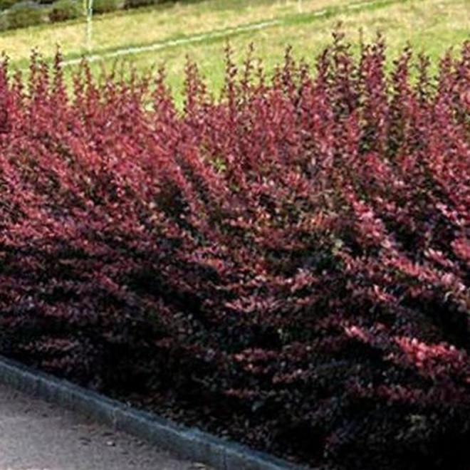 Berberys Thunberga Dart's Red Lady Berberis thunbergii