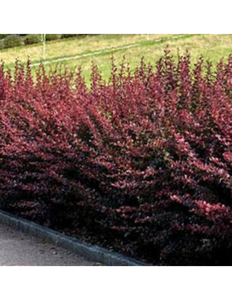 Berberys Thunberga Dart's Red Lady Berberis thunbergii