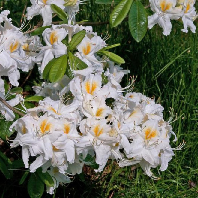 Schneegold Azalia wielkokwiatowa Rhododendron (Knaphill-Exbury)