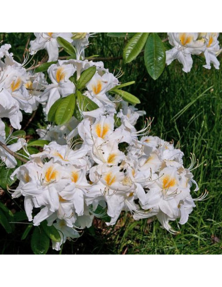 Schneegold Azalia wielkokwiatowa Rhododendron (Knaphill-Exbury)