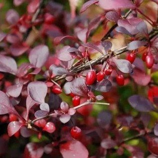 Berberys Thunberga Dart's Red Lady Berberis thunbergii 2